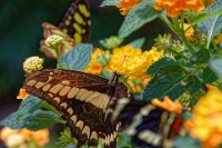 DSC 1675  Jardin des Papillons